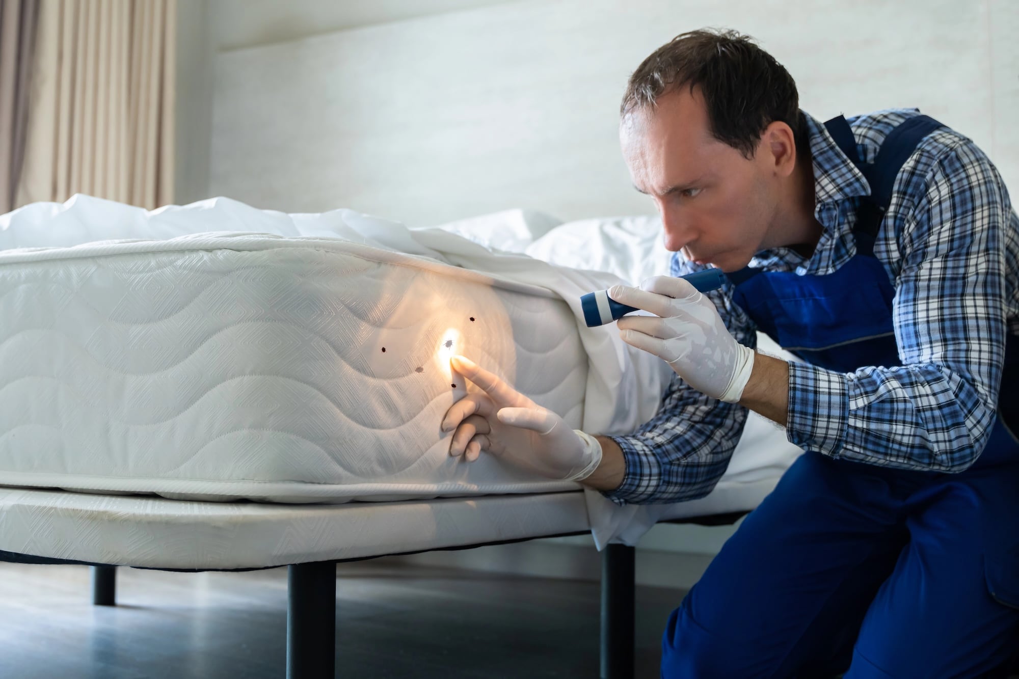 Bedwantsen of bedbugs een plaag in de meeste hotels.