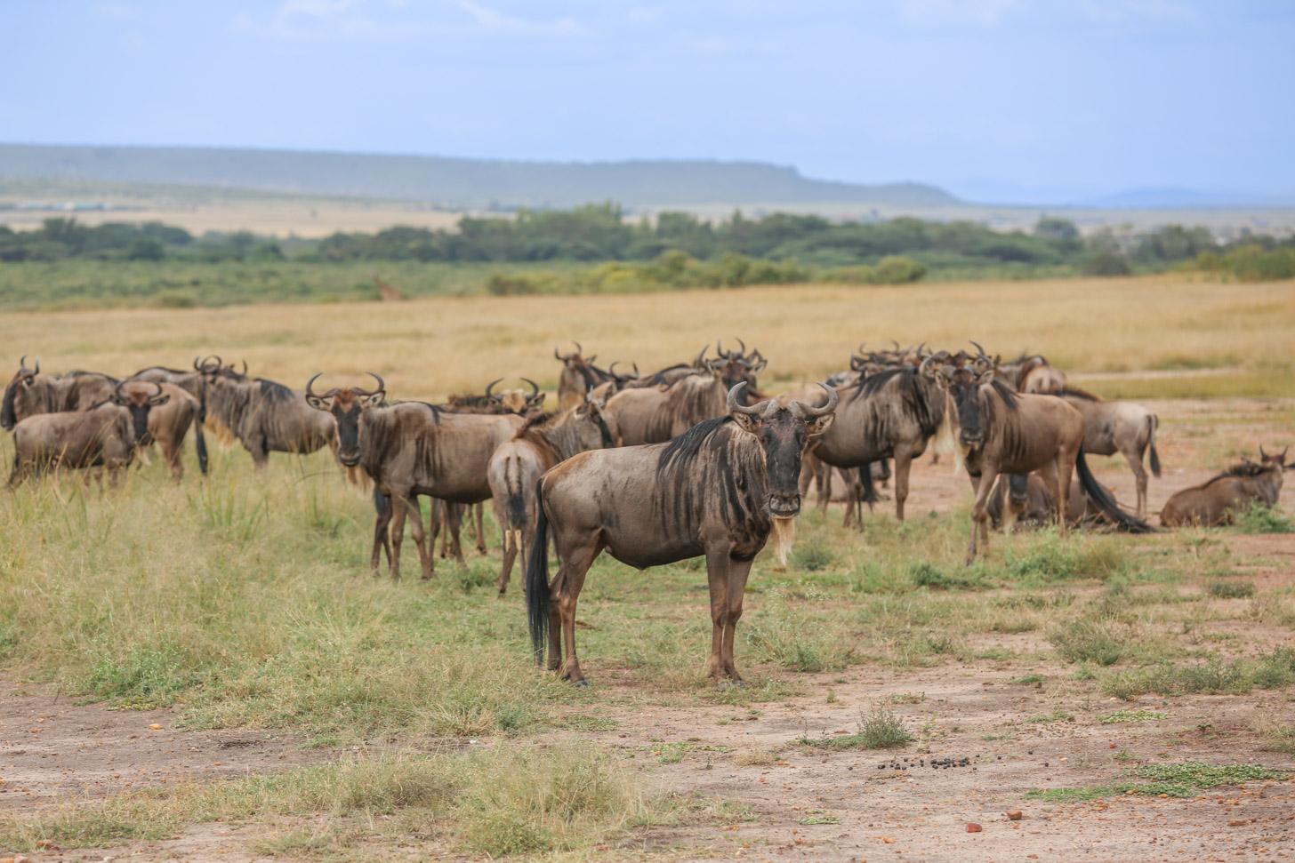 Kenia voert verplichte reisverzekering in